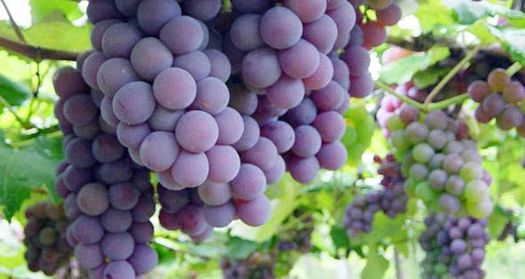 >Uva Fruta