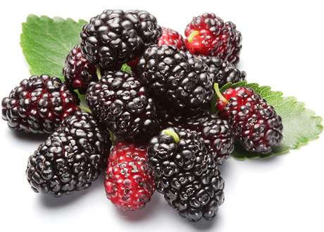 >Amora Fruta