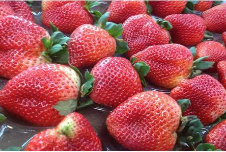 >Morango Fruta 