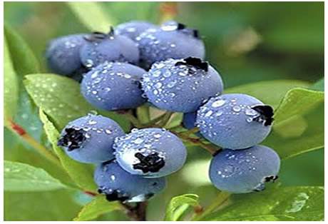 >Mirtilo Fruta