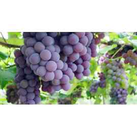 Uva Fruta