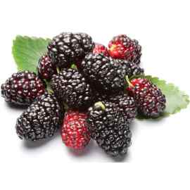 Amora Fruta