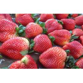 Morango Fruta 