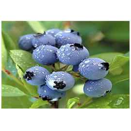 Mirtilo Fruta